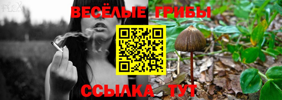 Псилоцибиновые грибы MAGIC MUSHROOMS  Вход с VPN  Химки 
